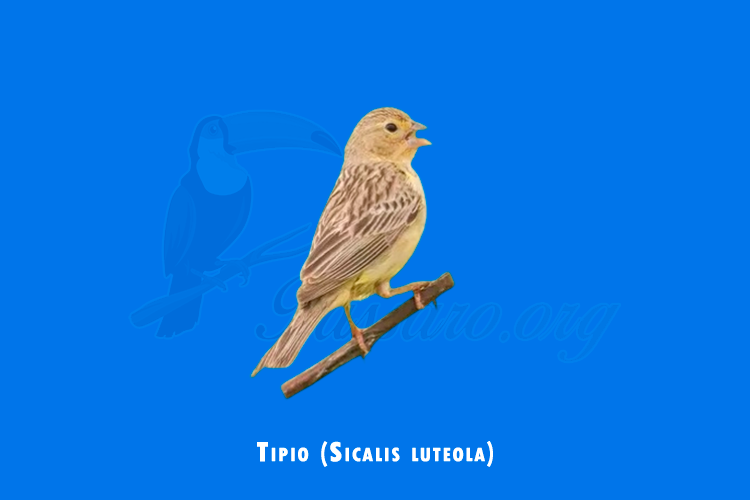 tipio (Sicalis luteola)