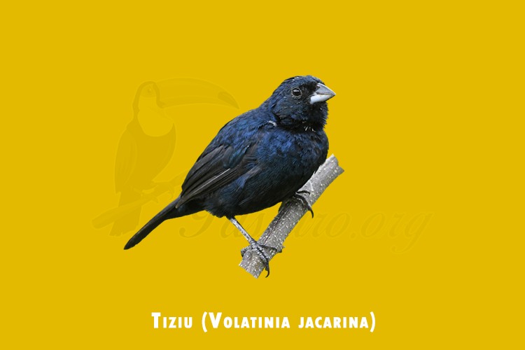 tiziu (volatinia jacarina )