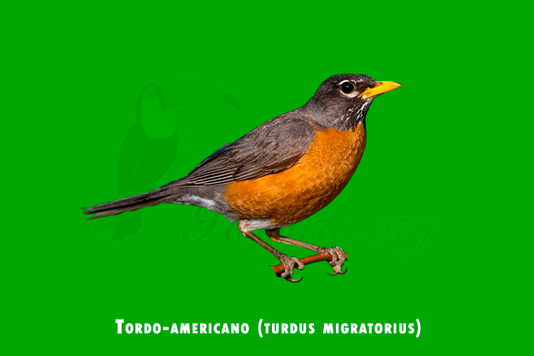tordo-americano (turdus migratorius)