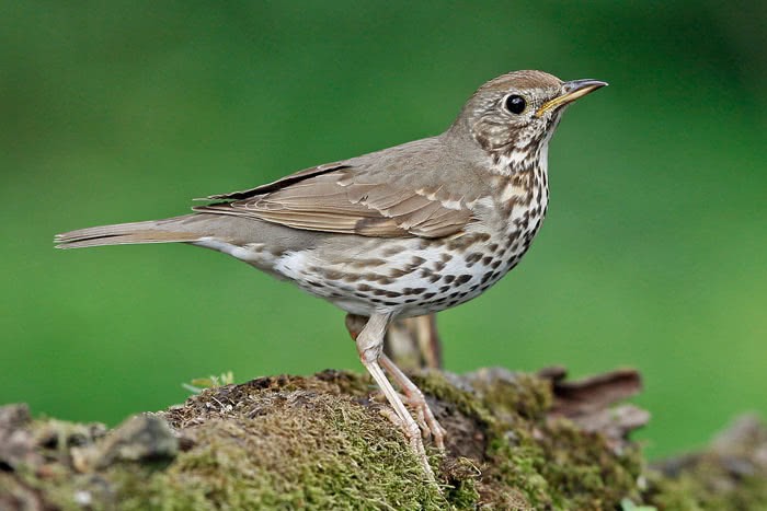 tordo eremita habitat