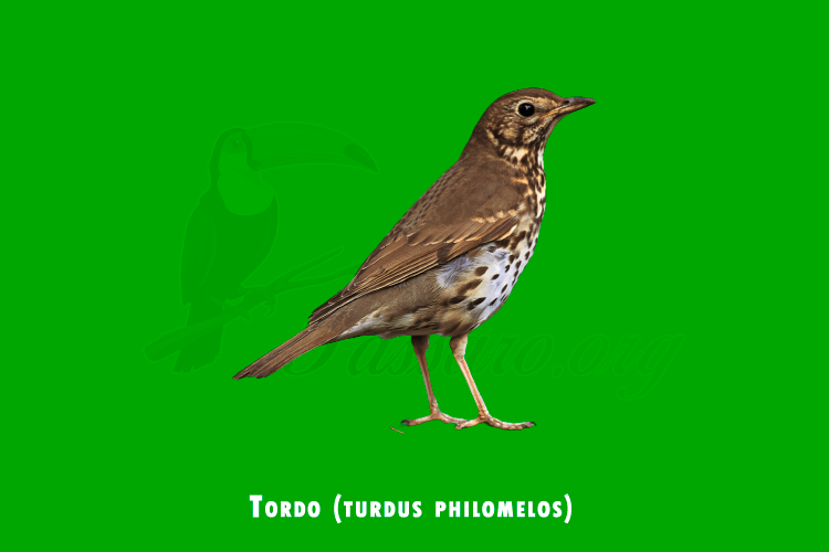 tordo (turdus philomelos)