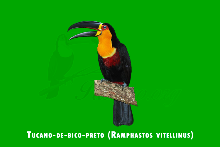 tucano-de-bico-preto (ramphastos vitellinus)