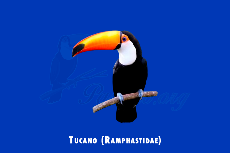 tucano (ramphastidae)