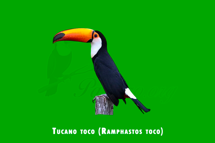 tucano toco(ramphastos toco)