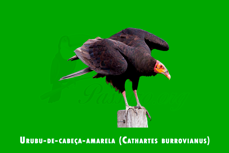 urubu-de-cabeca-amarela (cathartes burrovianus)