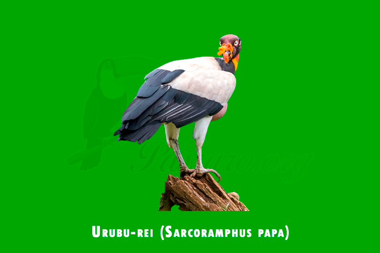 urubu-rei (sarcoramphus papa)