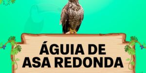 Aguia de asa redonda