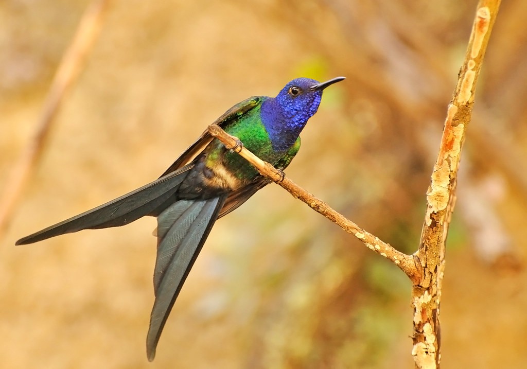 Características do beija-flor-tesoura