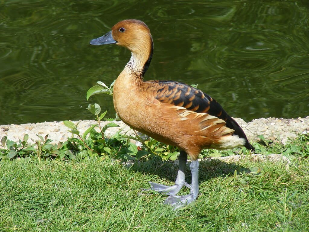 alimentacao da marreca-caneleira