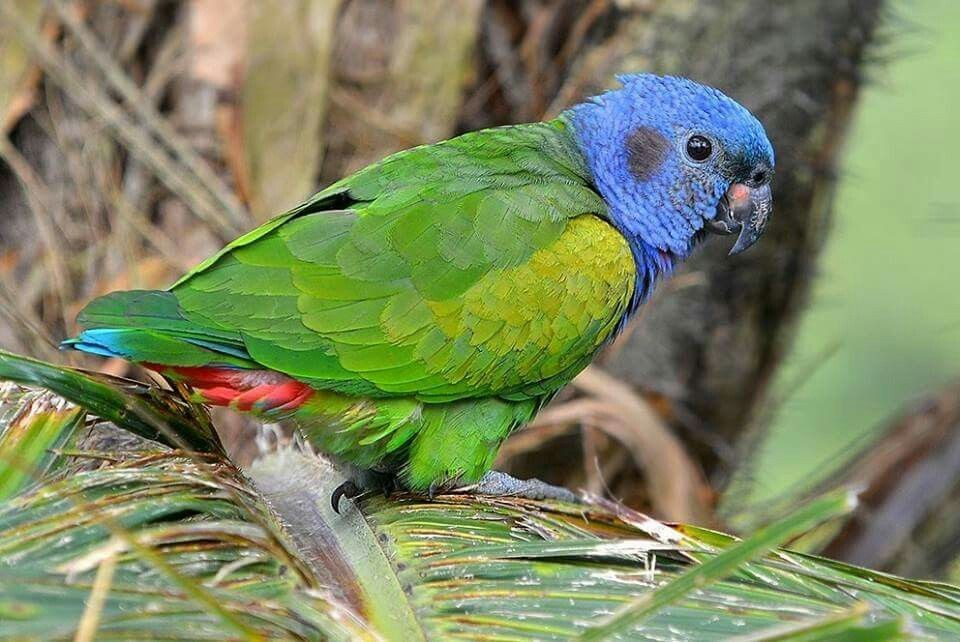 alimentacao do maitaca-de-cabeça-azul