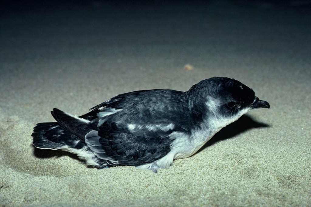 alimentacao do petrel peruano