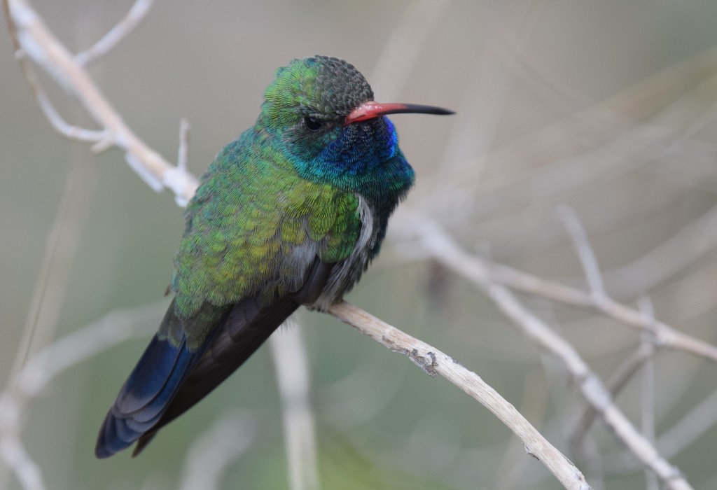 beija-flor-de-peito-azul