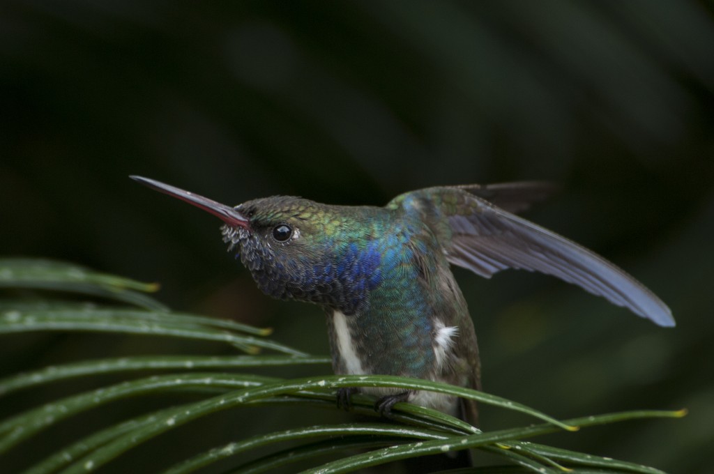 beija-flor-de-peito-azul