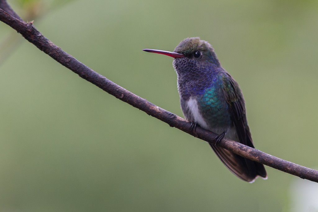 beija-flor-de-peito-azul