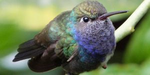 beija-flor-de-peito-azul