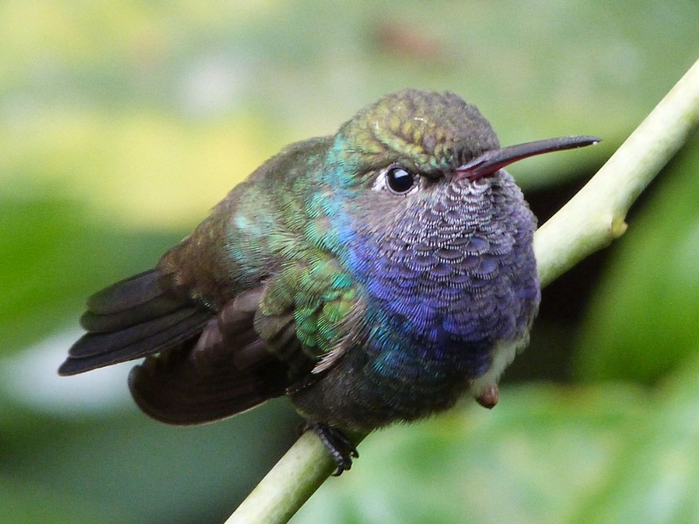 beija-flor-de-peito-azul