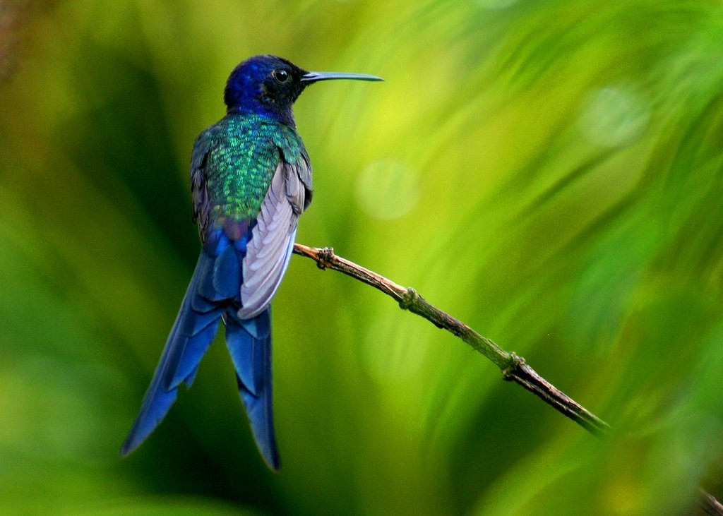 beija-flor-tesoura