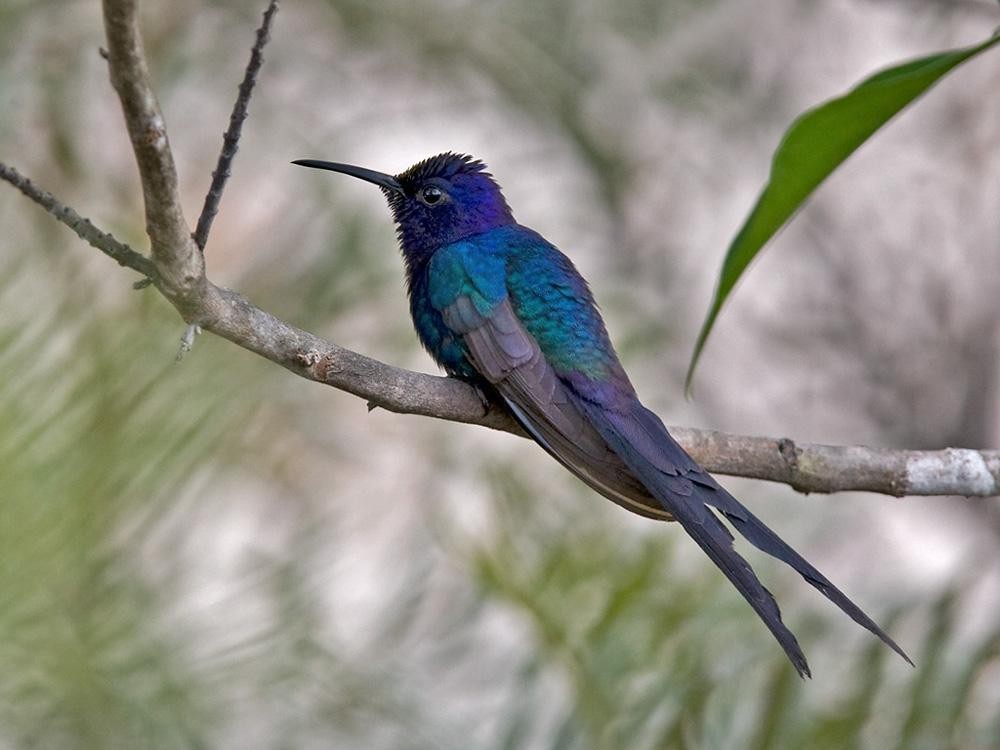 beija-flor-tesoura