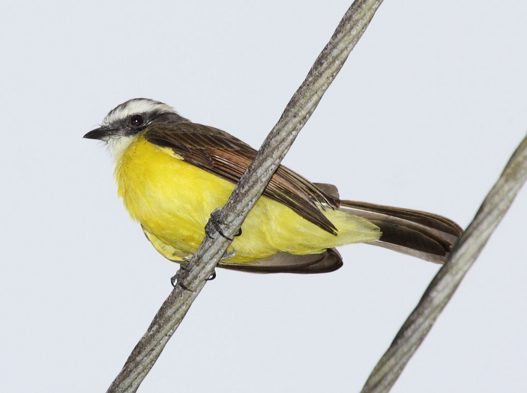 bentevizinho-de-asa-ferruginea jovem 