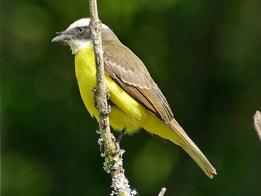 bentevizinho-de-penacho-vermelho 