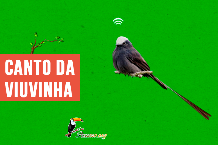 canto da viuvinha