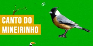 canto do mineirinho