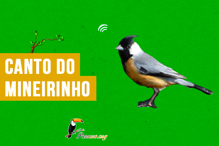 canto do mineirinho