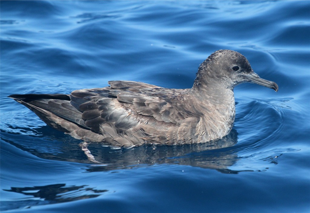 caracteriscas do muttonbird