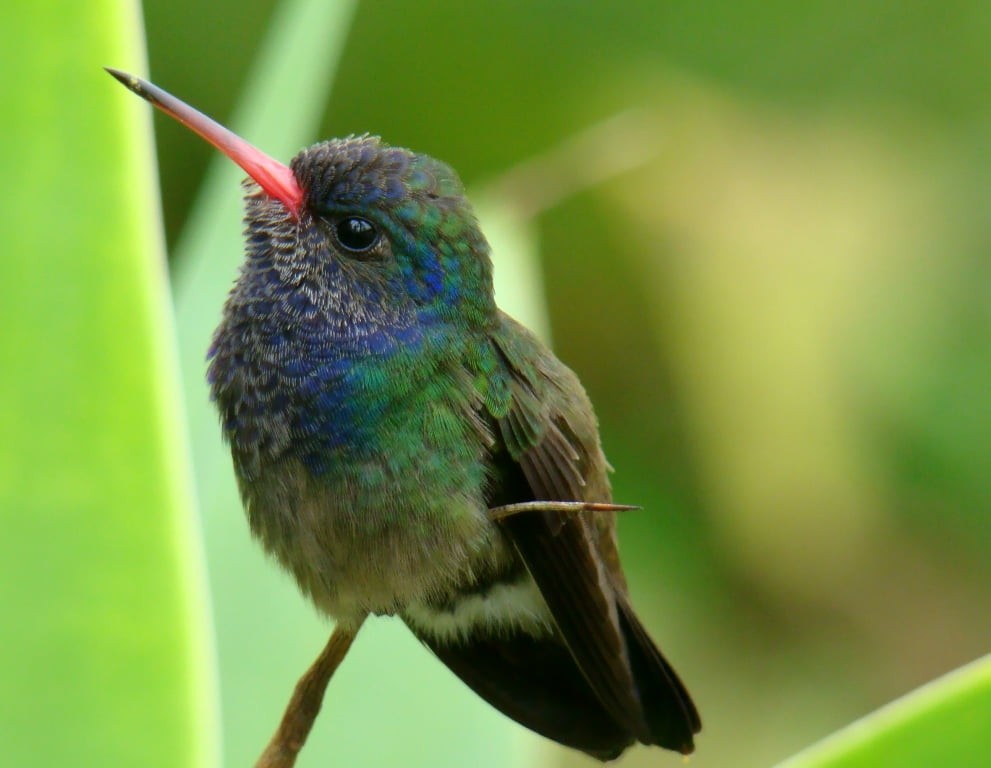 características beija-flor-de-peito-azul