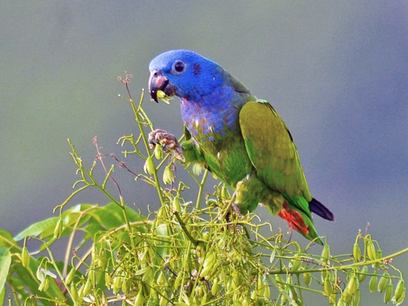 caracteristicas da maitaca-de-cabeça-azul