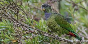 caracteristicas da maitaca-verde