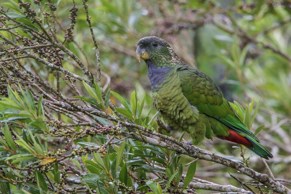 caracteristicas da maitaca-verde