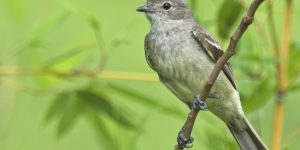 caracteristicas do guaracava-de-barriga-amarela