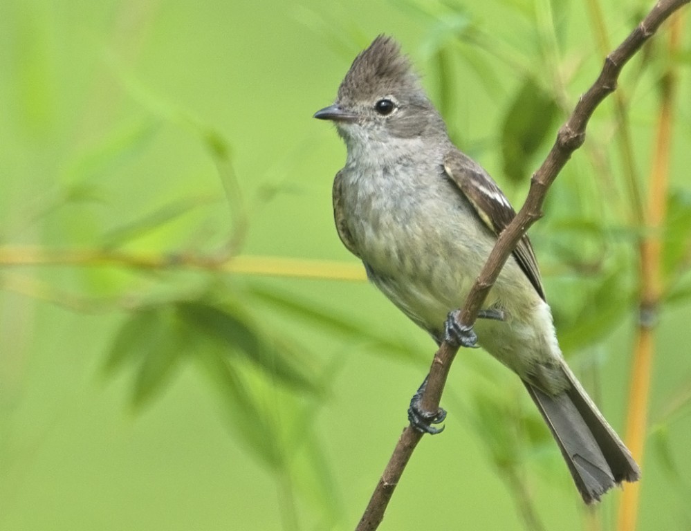 caracteristicas do guaracava-de-barriga-amarela