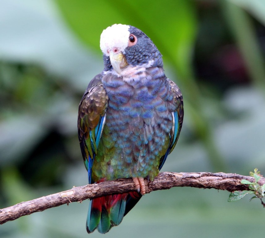 caracteristicas do maitaca-de-testa-branca