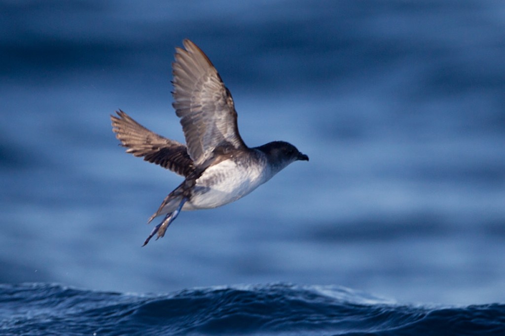 caracteristicas do petrel peruano