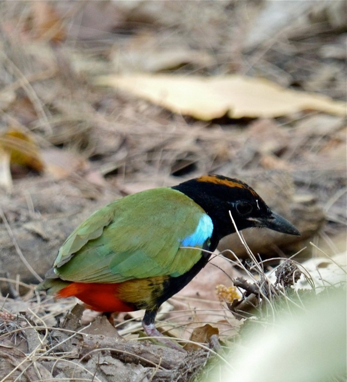 caracteristicas do pitta arco-iris