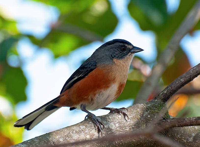 caracteristicas do quete-do-sul