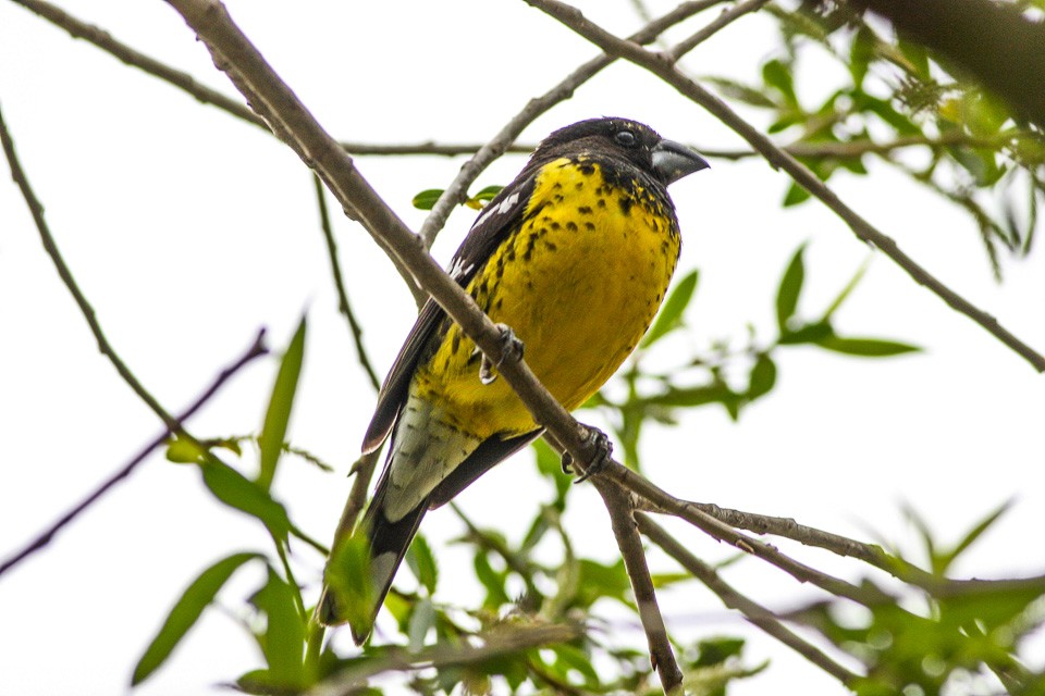 caracteristicas do rei-do-bosque