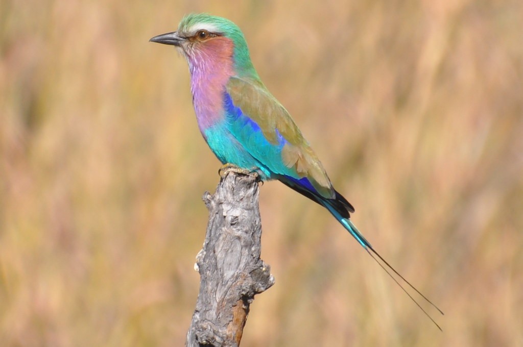 caracteristicas do rolieiro-de-peito-lilas