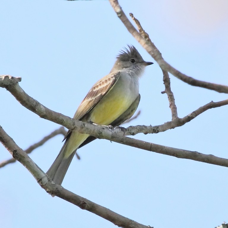 guaracava-de-barriga-amarela