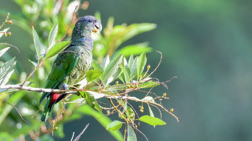 habitat da maitaca-verde