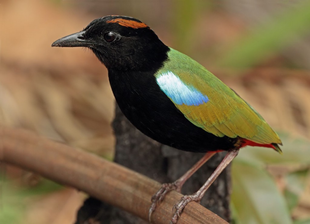 habitat do pitta arco-iris