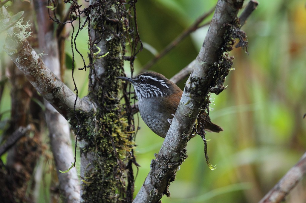 habitat do uirapuru-de-peito-branco