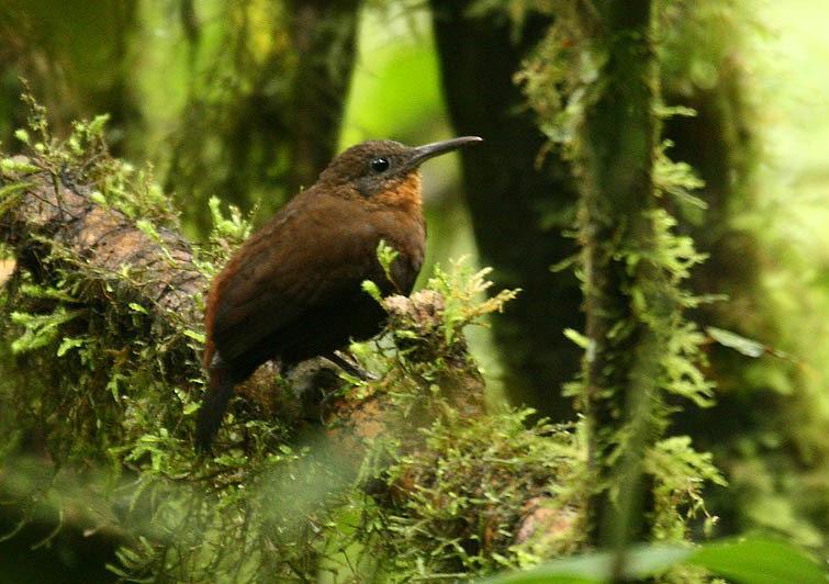 habitat do vira-folha