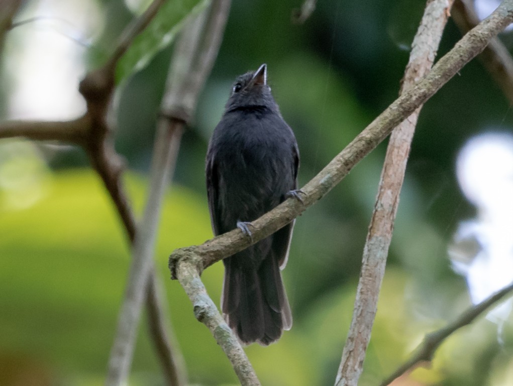 ipecua macho adulto