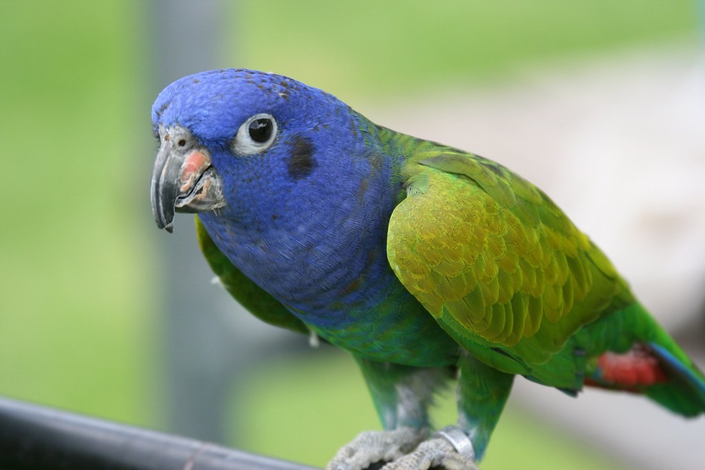 maitaca-de-cabeça-azul