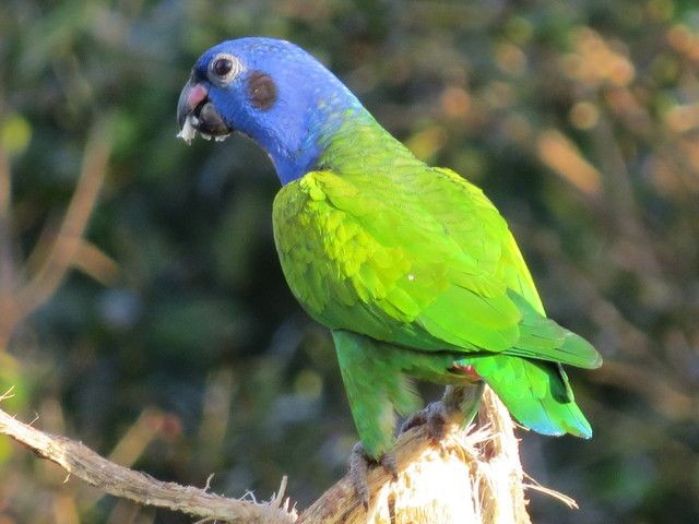 maitaca-de-cabeça-azul