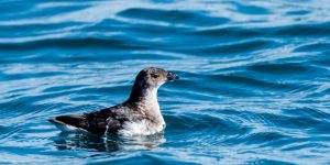 petrel peruano