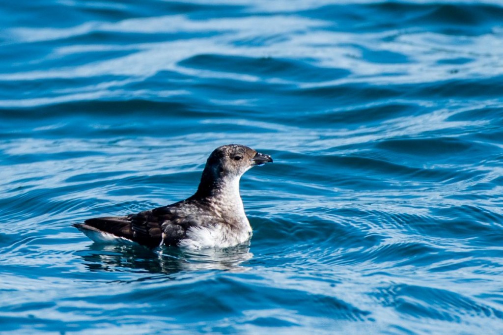 petrel peruano